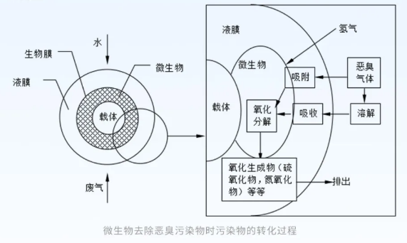 微生物去除惡臭污染物時污染物的轉(zhuǎn)化過程.png
